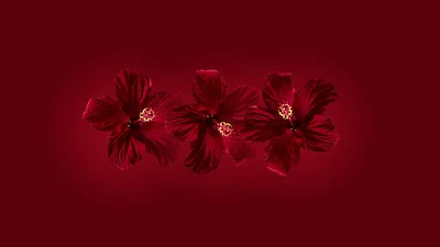 Cherry Red Wallpaper Laptop