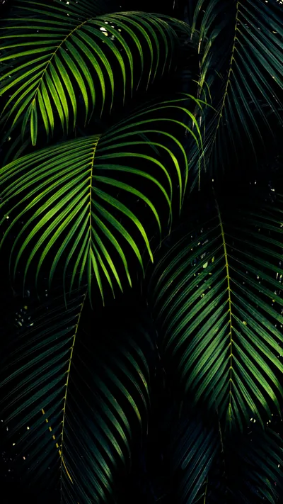 Black And Green iPhone Wallpapers