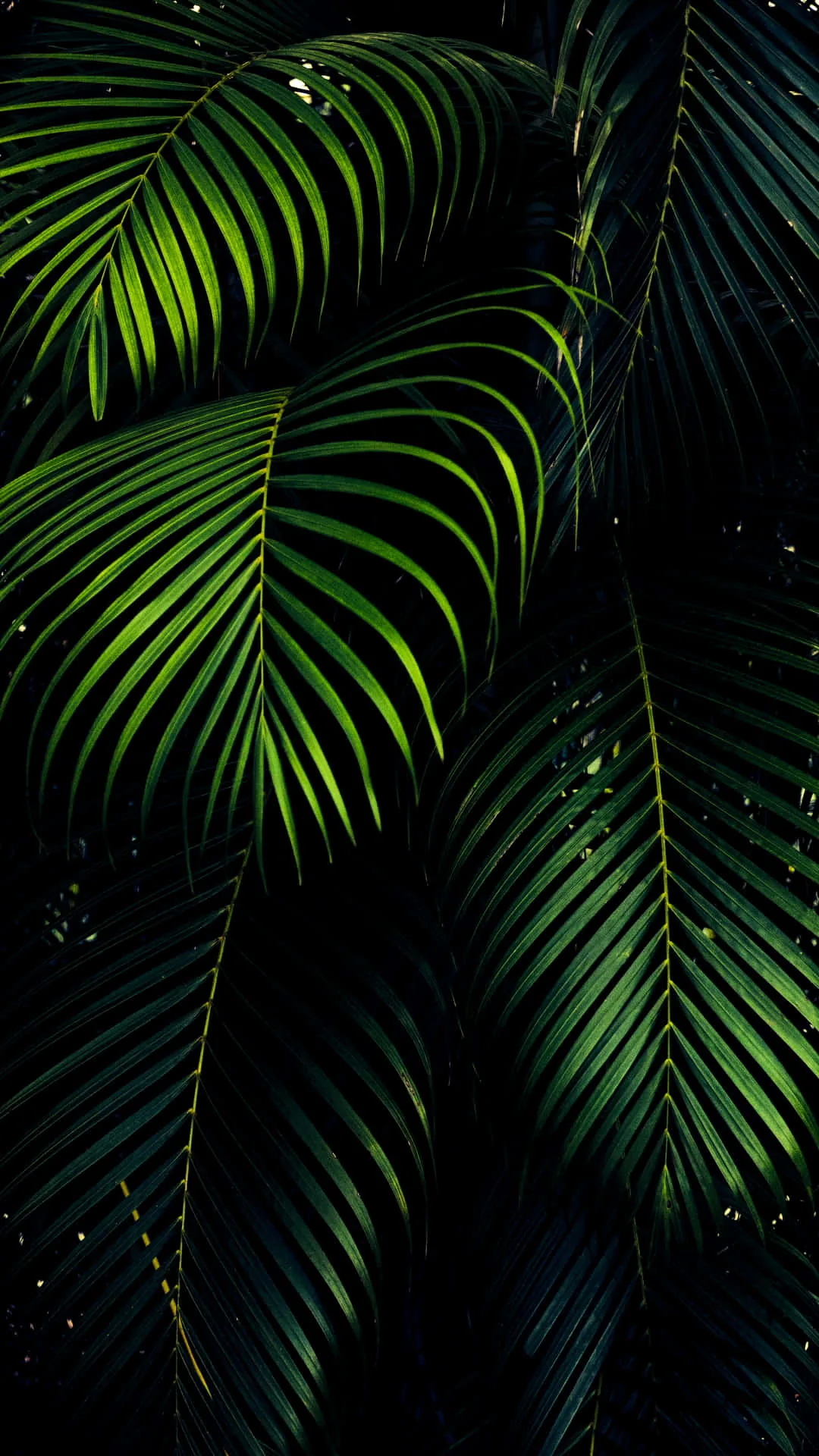 Black And Green iPhone Wallpapers