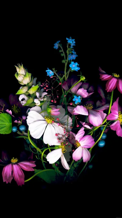 Pink Cosmos and Blue Blooms on Black HD Phone Wallpaper