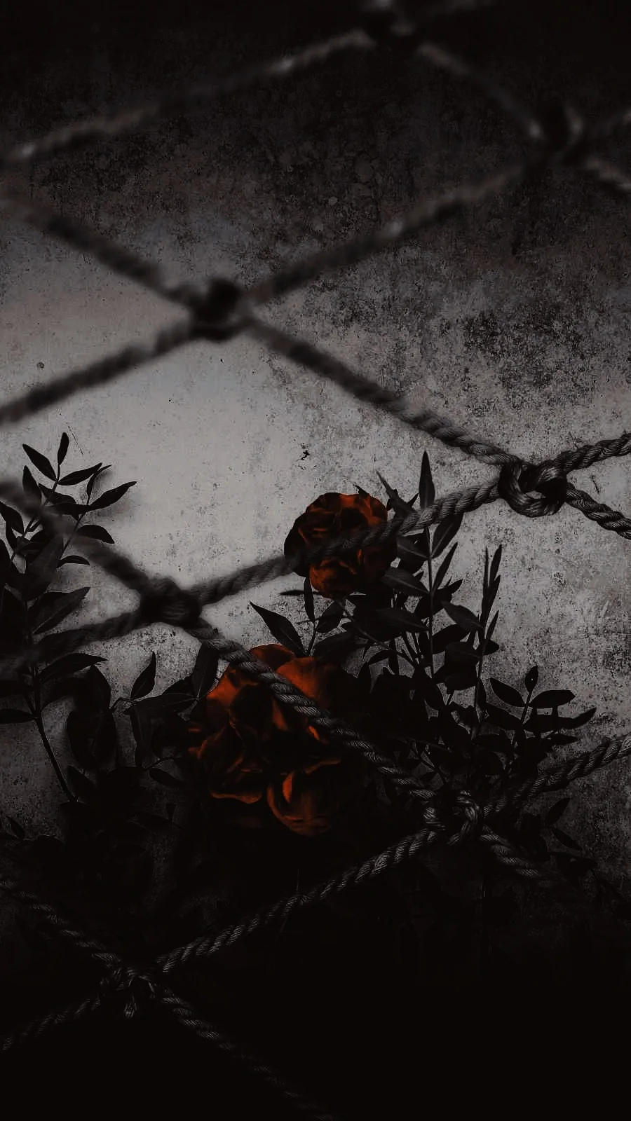 Diamond fence shadows fall across pale stone tiles while a cluster of deep red blooms and dark leaves pushes in from the lower left.