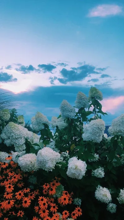 Hydrangea Blooms Under an Evening Sky HD Phone Wallpaper