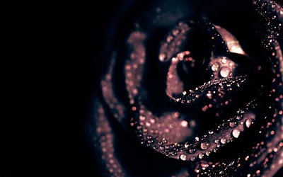 Pink And Black Rose Wallpaper images