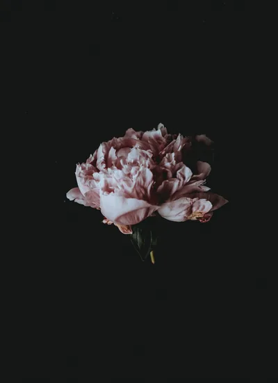 Dusty Pink Peony on Black HD Phone Wallpaper
