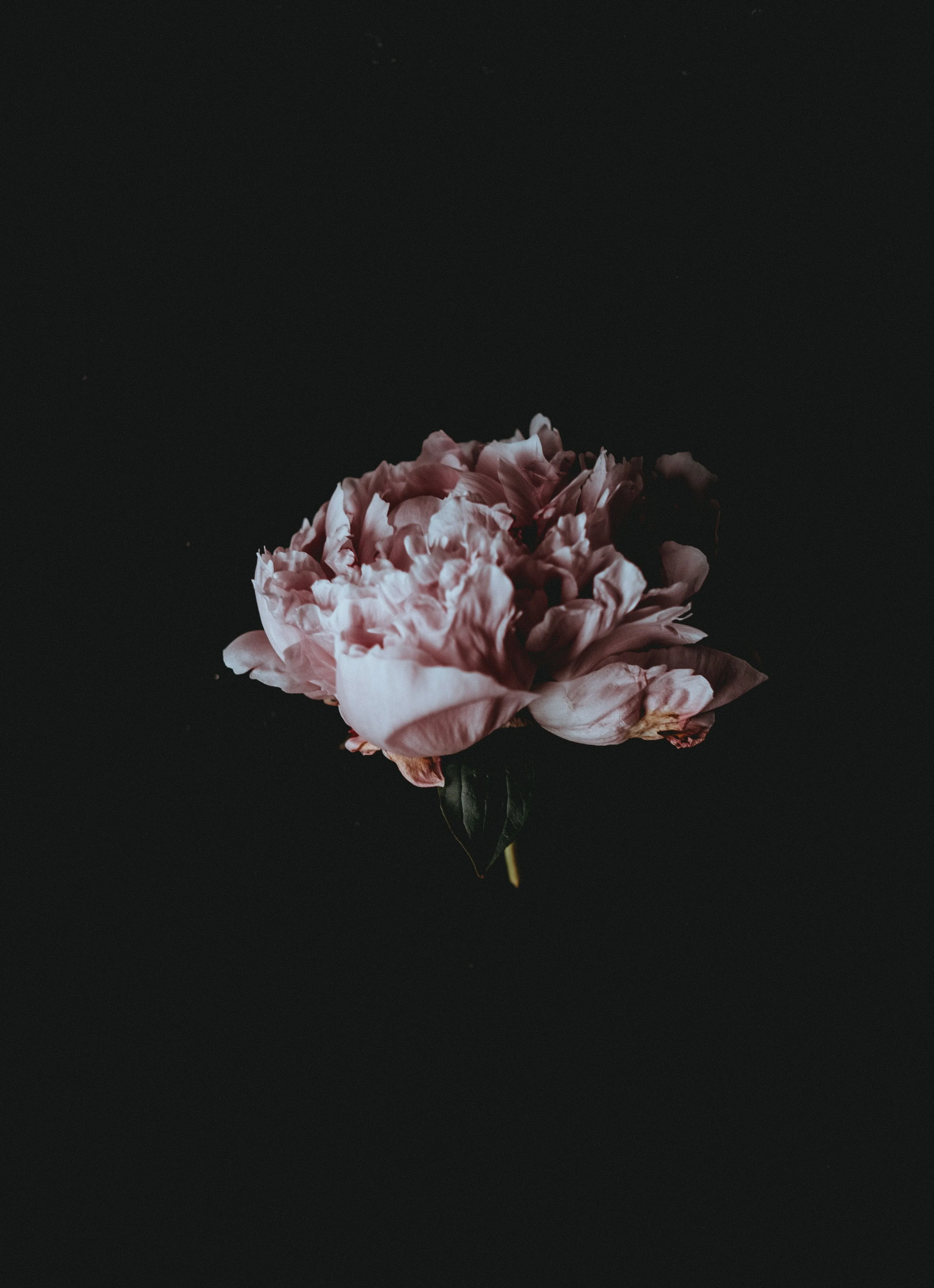 A single peony sits small in a tall black frame, its ruffled petals faded pink and cream, nothing else in the picture.