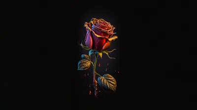 Rose Dark Wallpaper, HD Artist Wallpapers, 4k Wallpapers, Images, Backgrounds, Photos