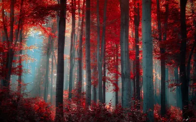Red Aesthetic Wallpapers