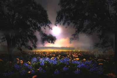 Night Meadow of Blue and Orange Flowers HD Wallpaper