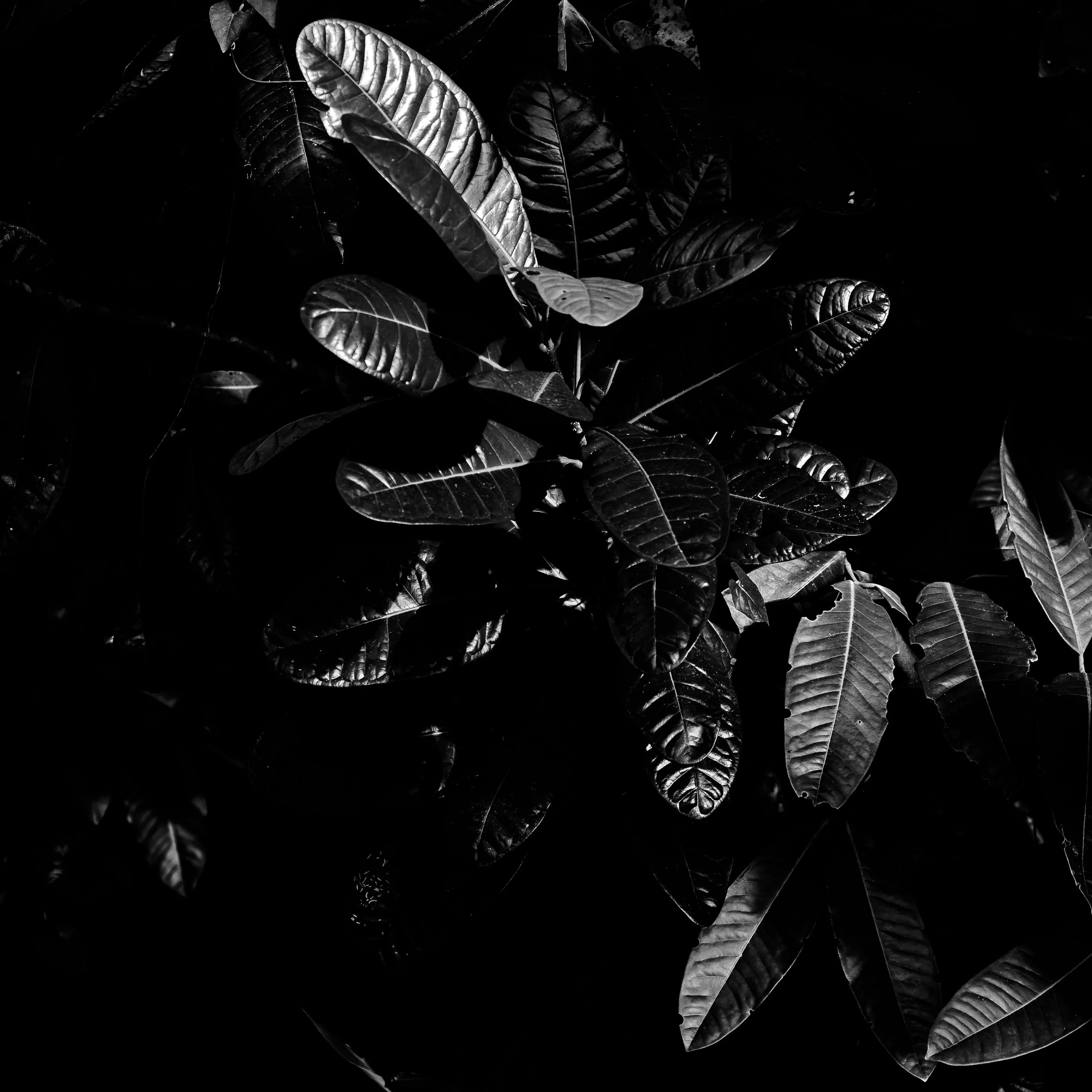 wallpaper leaves, bw, dark, plant, black ipad air, ipad air 2, ipad
