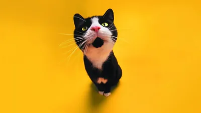 Black Funny Wallpaper