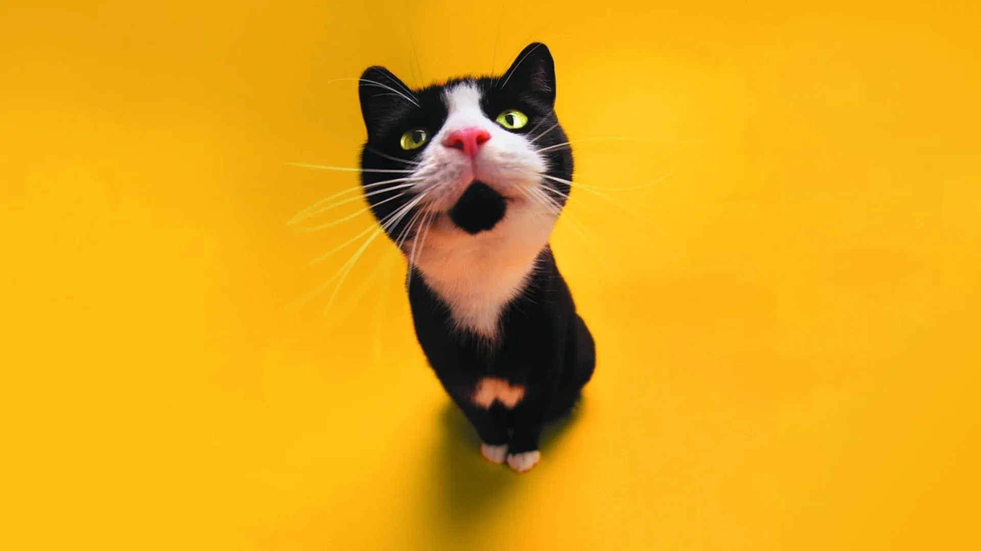 Black Funny Wallpaper
