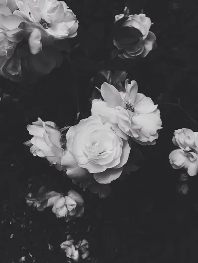 aesthetic wallpaper black and white White aesthetic vogue