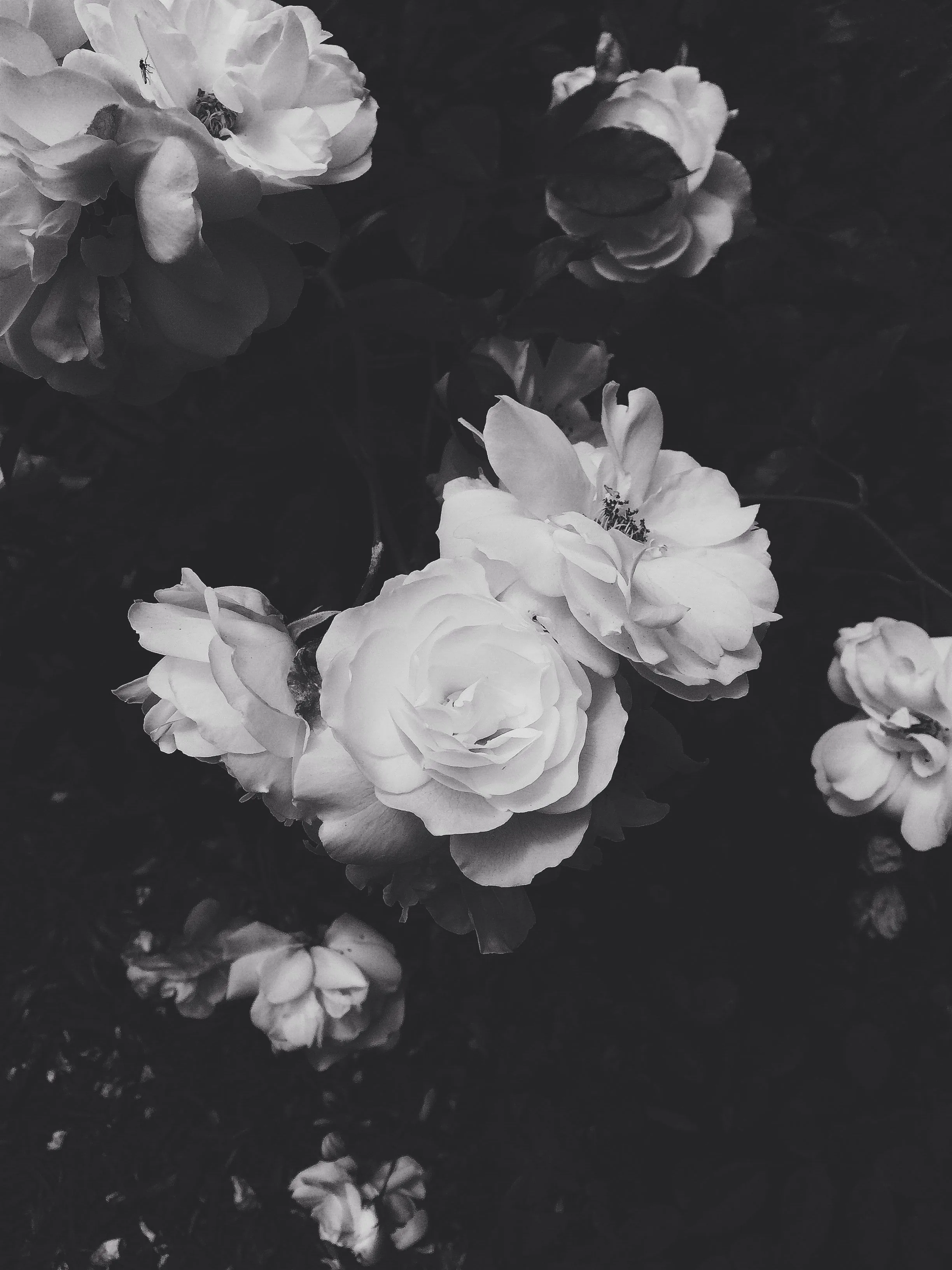 aesthetic wallpaper black and white White aesthetic vogue