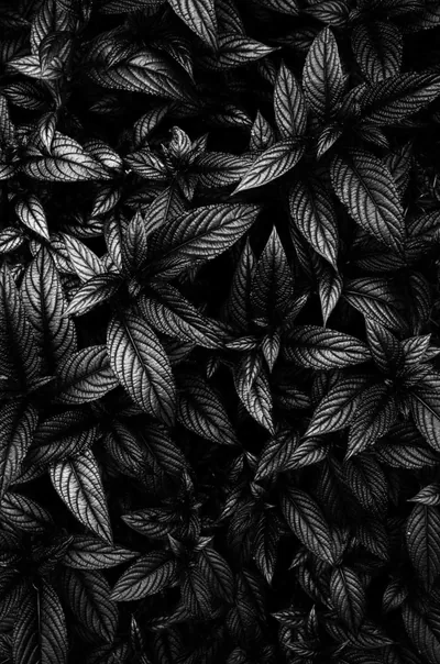 Matte Black Wallpapers for Modern Aesthetic Choices