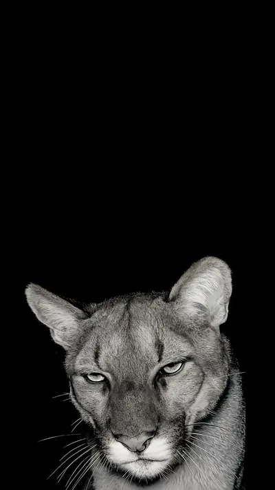 4K Wallpaper puma
