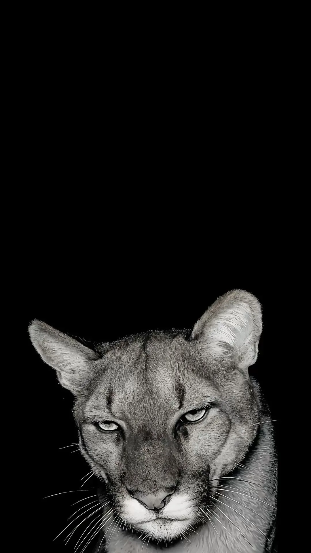 4K Wallpaper puma