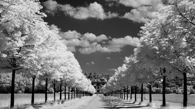 Tree-Lined Avenue in Infrared HD Wallpaper