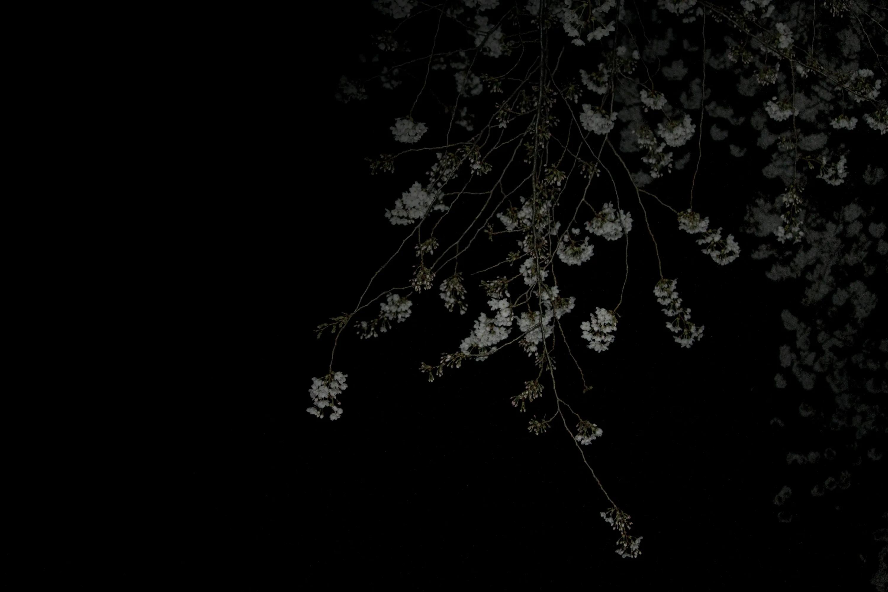 Japan 4k Dark Wallpapers