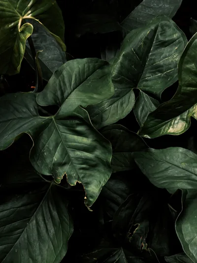 Deep Green Photos, The BEST Free Deep Green Stock Photos & HD Images