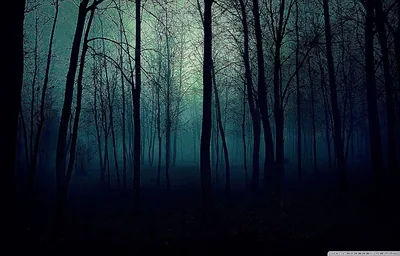Black Forest Wallpapers