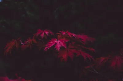 leaves, wood, black Wallpaper, HD Nature 4K Wallpapers, Images and Background Wallpap