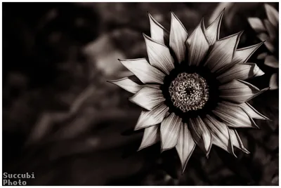 Flower Black Background Wallpaper