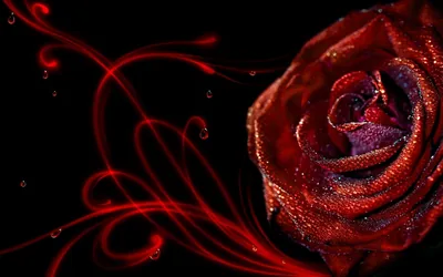 Artistic Red Rose with Dew Drops