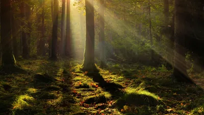 Sunbeams Striking Dark Tree Trunks HD Wallpaper