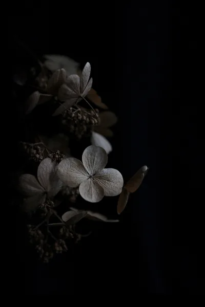 Fading Hydrangea in Near Darkness HD Phone Wallpaper
