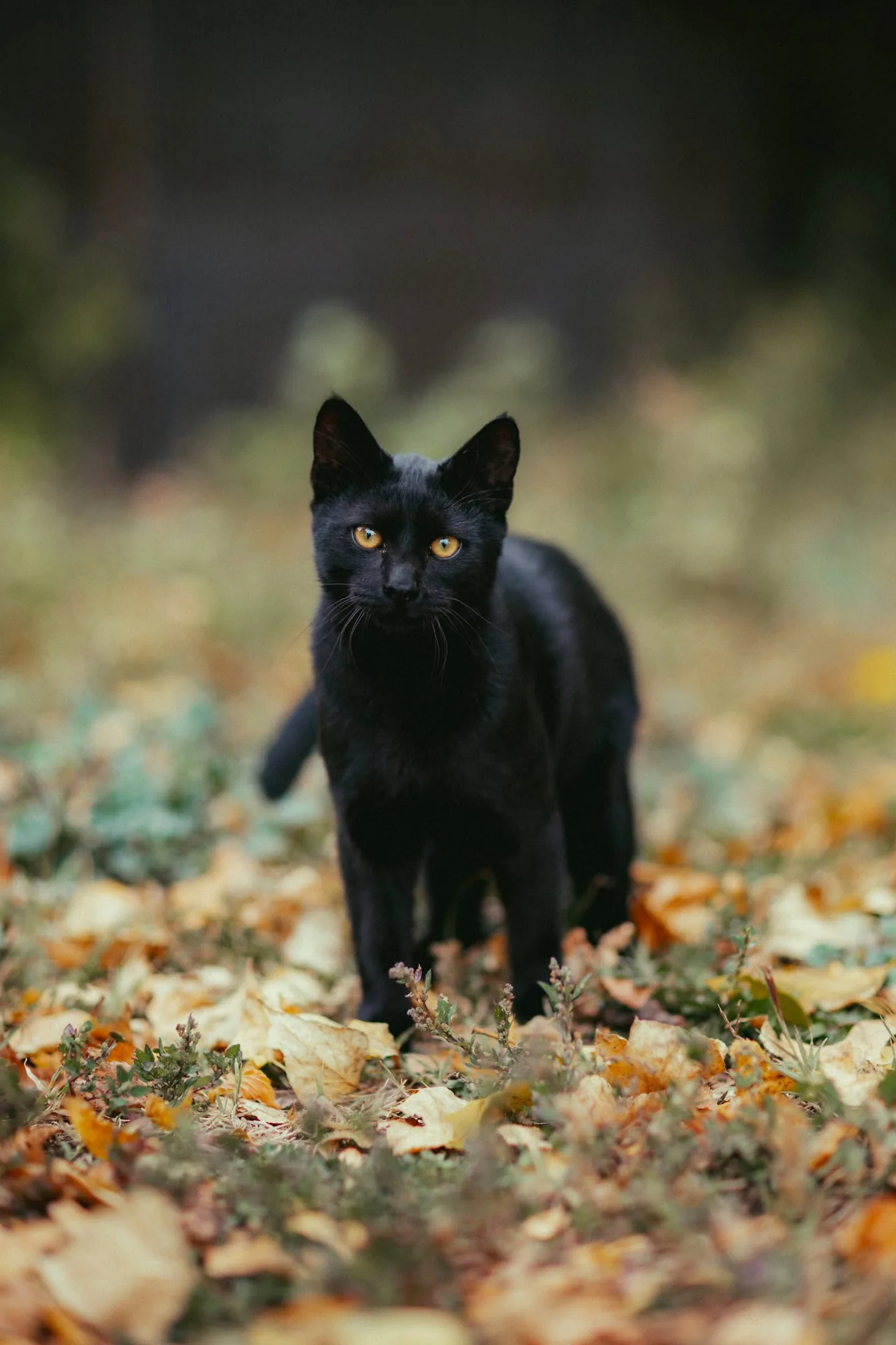 Free picture Black standing in leaves, a curious domestic with pure black fur