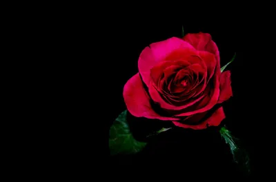 Free Images nature, black and white, flower, petal, isolated, love, gift, decoration
