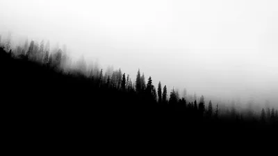 Fog Rolling Over a Pine Slope HD Wallpaper