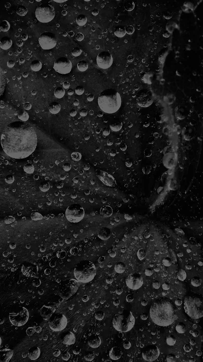 Water Drop On Leaf Summer Dark Bw Live Black iPhone 8 Wallpapers