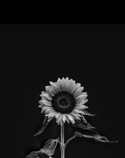 Sunflower in Black and White HD Phone Wallpaper