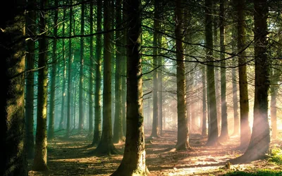 Backlit Pine Trunks at Sunset HD Wallpaper