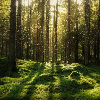 Sunlight on a Mossy Forest Floor HD Wallpaper