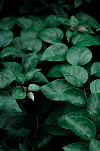 Green Wallpaper Photos, The BEST Free Green Wallpaper Stock Photos & HD Images