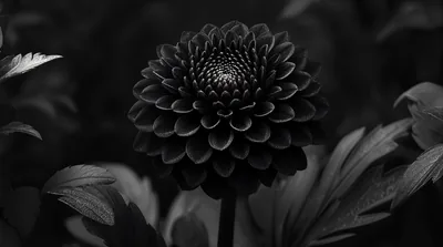 Dark Dahlia Among Leaves HD Wallpaper