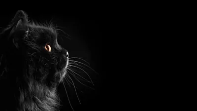Black Cat Profile with Whiskers HD Wallpaper