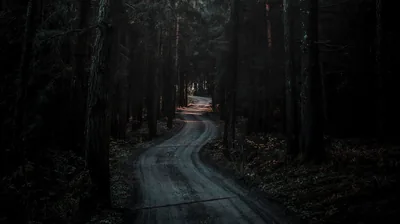 Winding Forest Road at Dusk HD Wallpaper