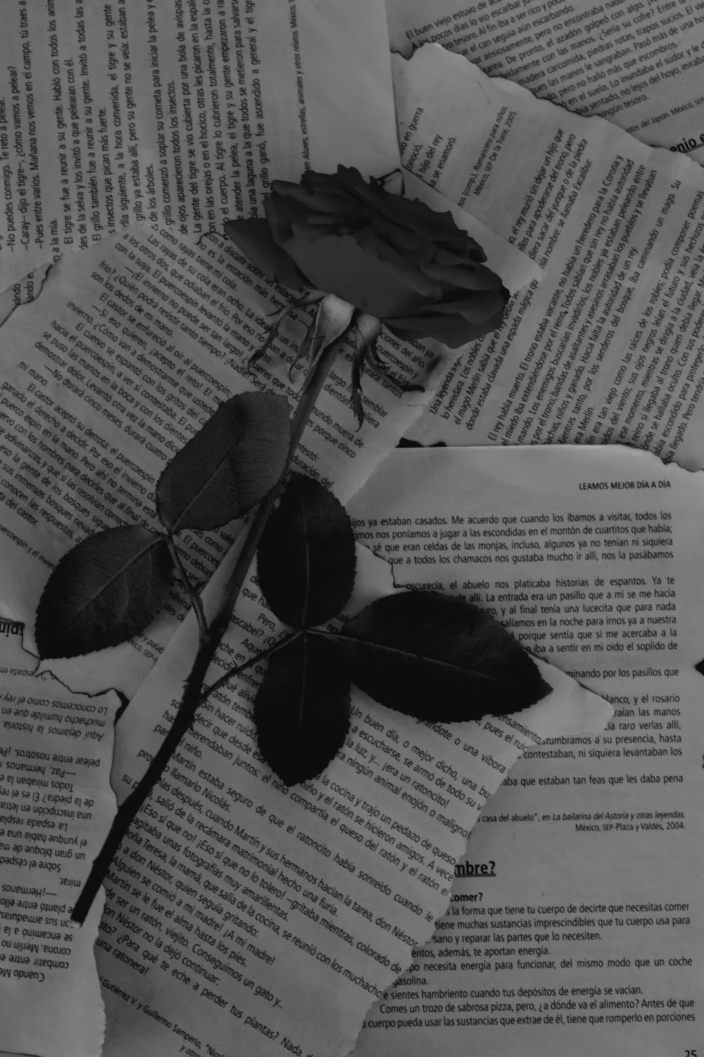 Old Love Style Book with Torn Pages and Rose