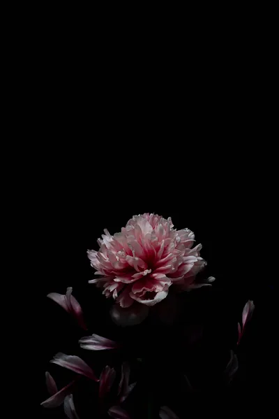 Black And Pink Flower Wallpaper
