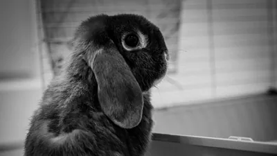 wallpaper rabbit, animal, cute, black and white widescreen hd