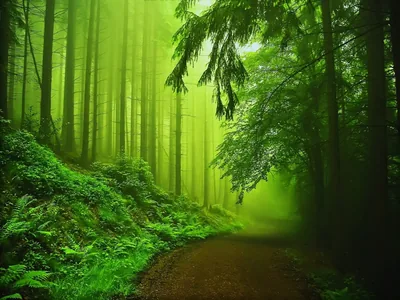 green, Nature Wallpapers HD Desktop and Mobile Backgrounds