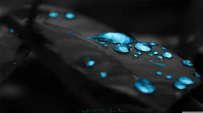 Blue Water Drops on a Leaf HD Wallpaper