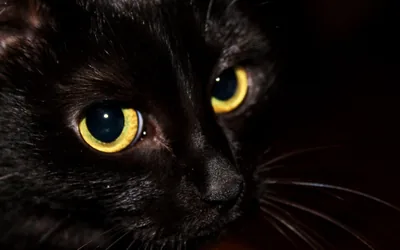 Amber Cat Eyes Extreme Close-Up HD Wallpaper