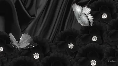 Black Butterfly Wallpapers