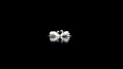 Two Swans on Black Water HD Wallpaper
