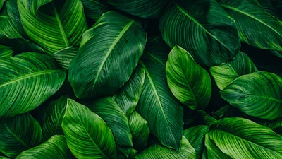 Nature Wallpaper Green Background Hd