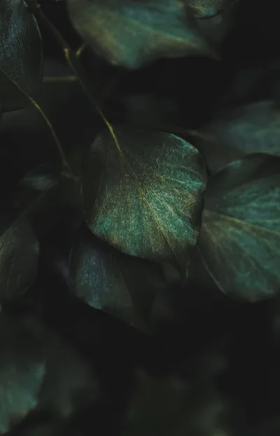 Dark Green Photos, The BEST Free Dark Green Stock Photos & HD Images